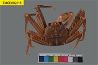 藏品(裸掌盾牌蟹)的圖片